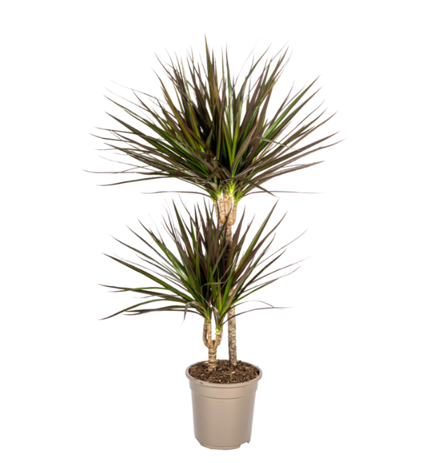 3er-Set | Einblatt | Drachenbaum | Katzengras | +/- 50-60cm | ø 12-15cm Topf 