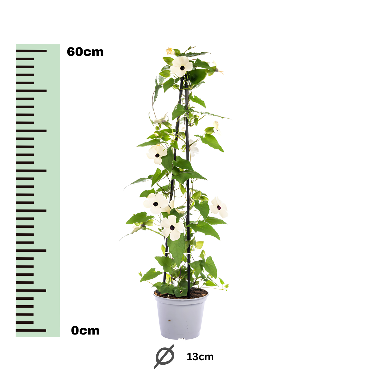 Thunbergia alata “Sunny Susy White” | Schwarzäugige Susanne | +/- 60cm | ø 13cm