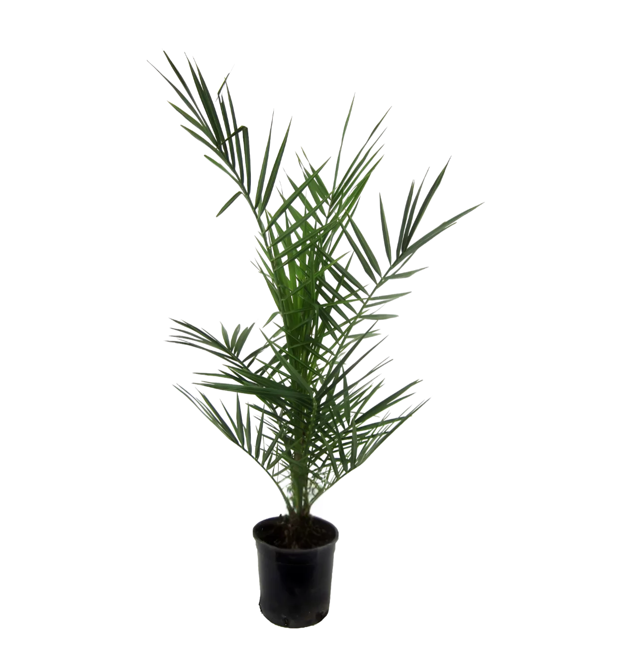 Phoenix Canariensis | Kanarische Dattelpalme | +/- 80cm | ø 15cm Topf