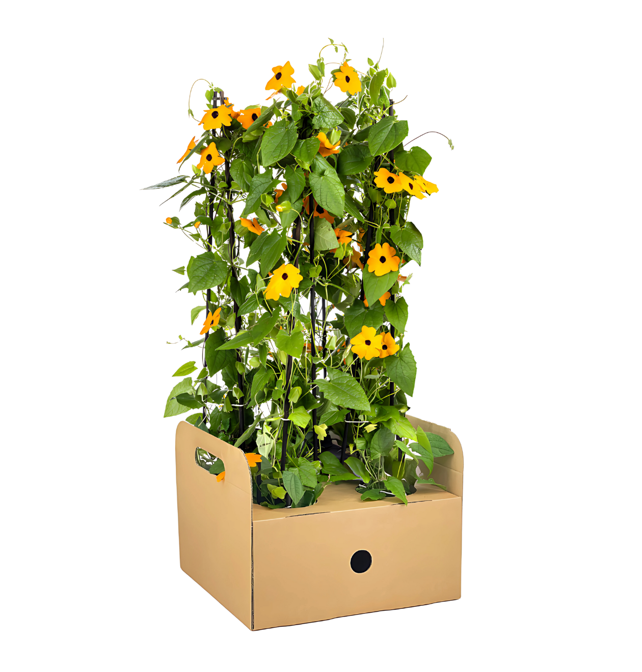 Thunbergia alata “Sunny Susy New Orange” (4 Stück) | Schwarzäugige Susanne | +/- 60cm | ø 13cm