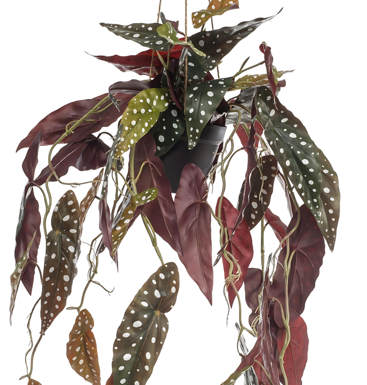 Künstliche Begonia “Maculata” | Stippenbegonia | +/- 80cm | ø 18cm Topf