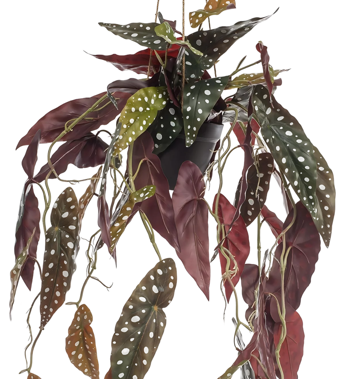 Künstliche Begonia “Maculata” | Stippenbegonia | +/- 80cm | ø 18cm Topf