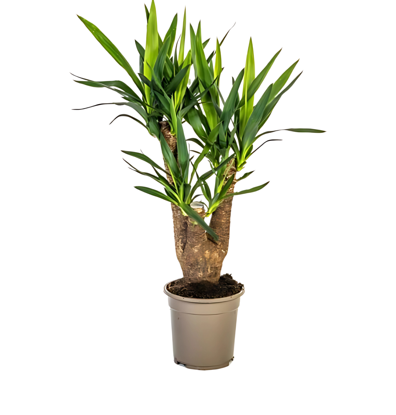 Yucca Elephantipes | Palmlilie | +/- 65cm | ø 21cm Topf