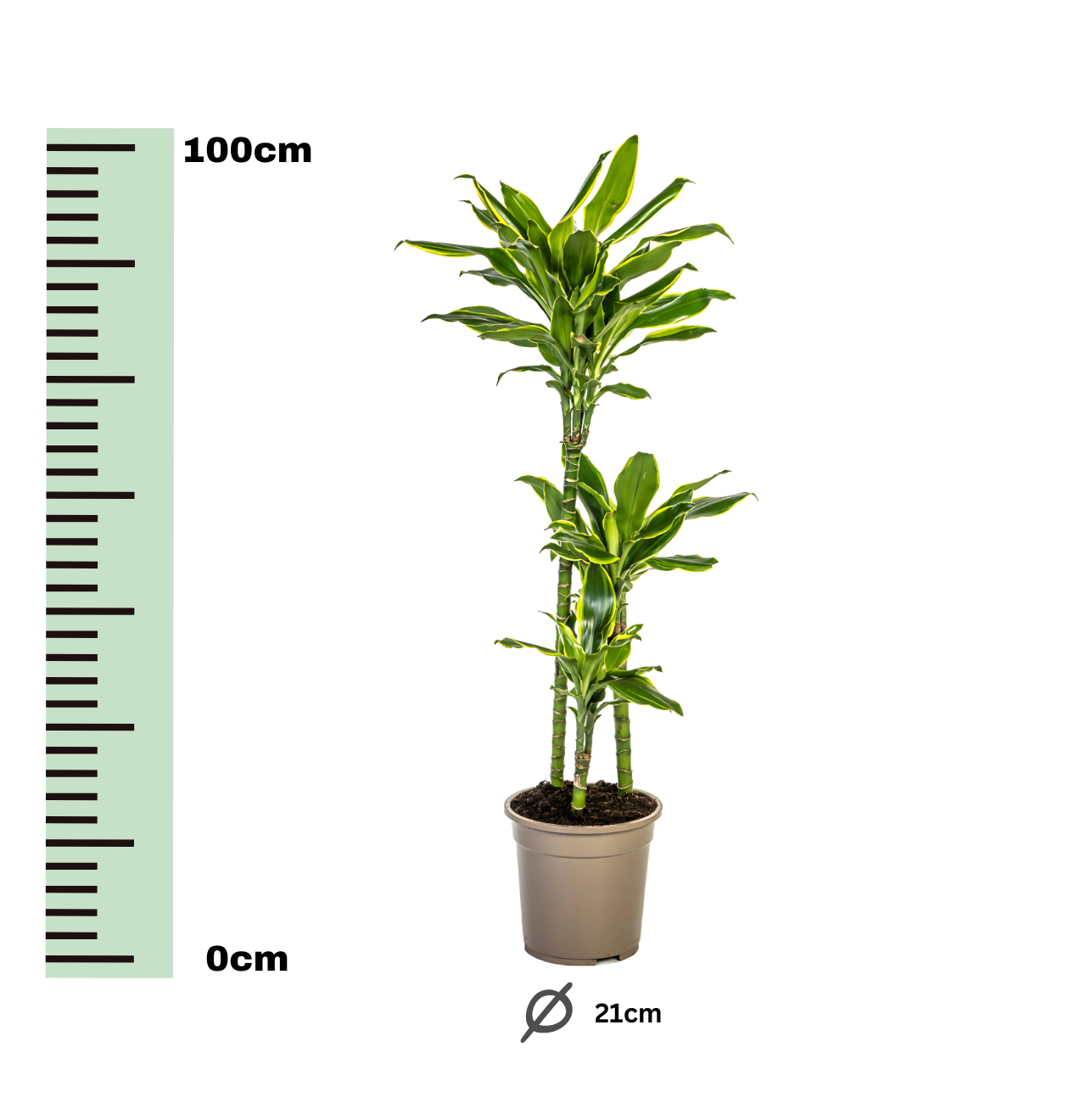 Dracaena Fragrans “Golden Coast” | Drachenbaum | +/- 100cm | ø 21cm Topf