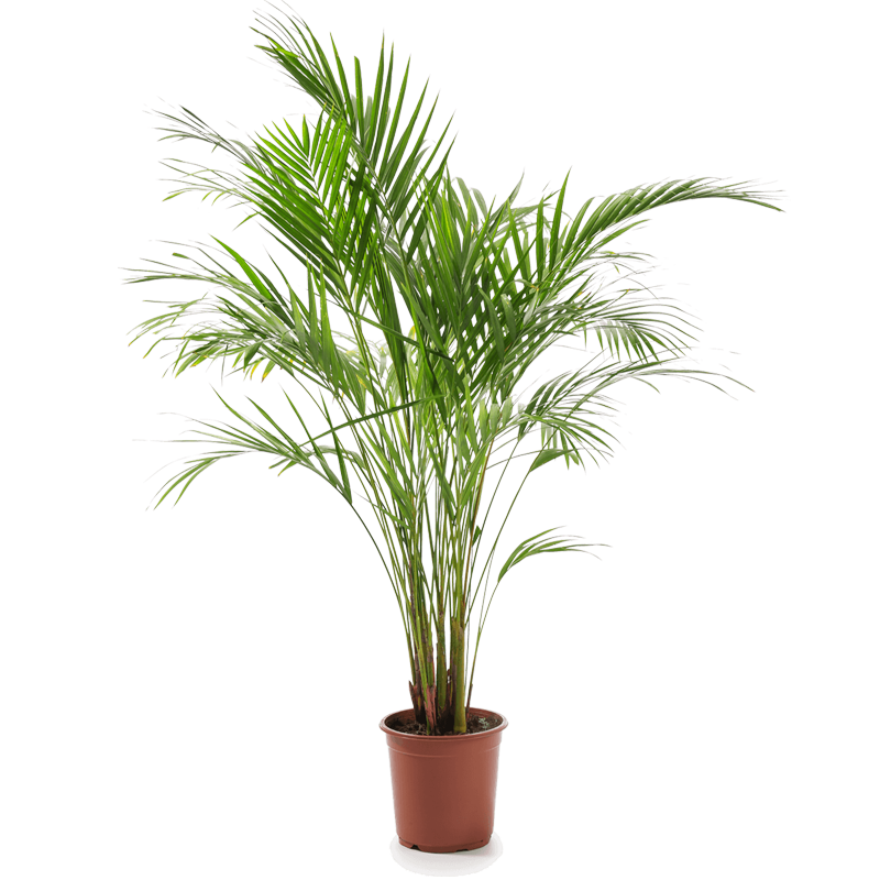 2er-Set - Dypsis Lutescens (65-70cm) - 17er Topf