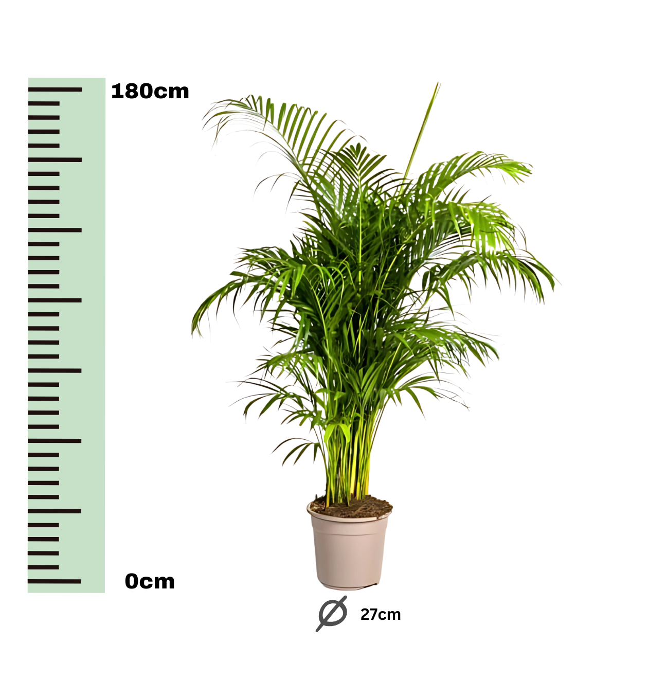 Dypsis Areca Lutescens | Goldfruchtpalme | +/- 180cm | ø 27cm Topf
