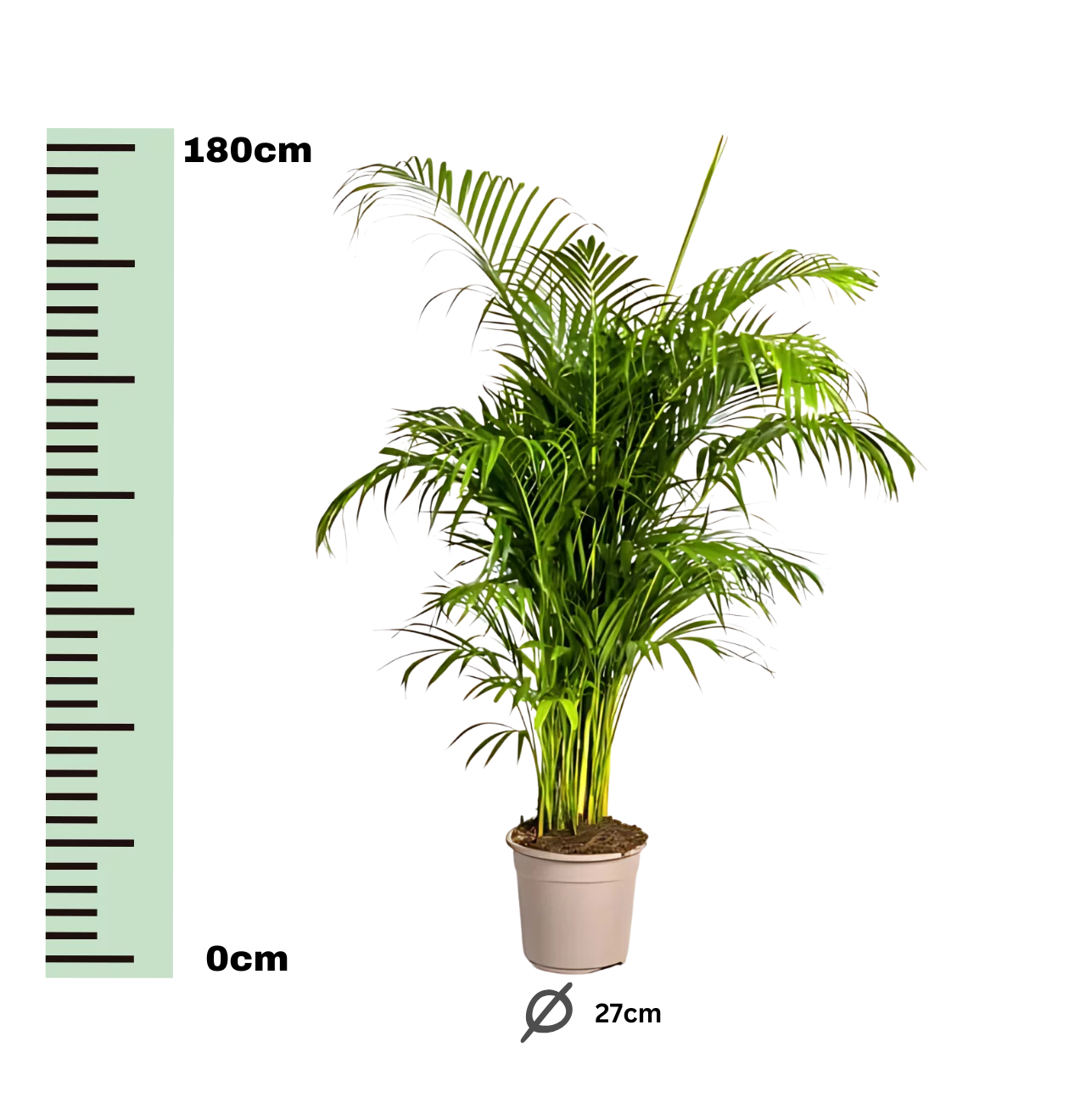 Dypsis Areca Lutescens | Goldfruchtpalme | +/- 180cm | ø 27cm Topf
