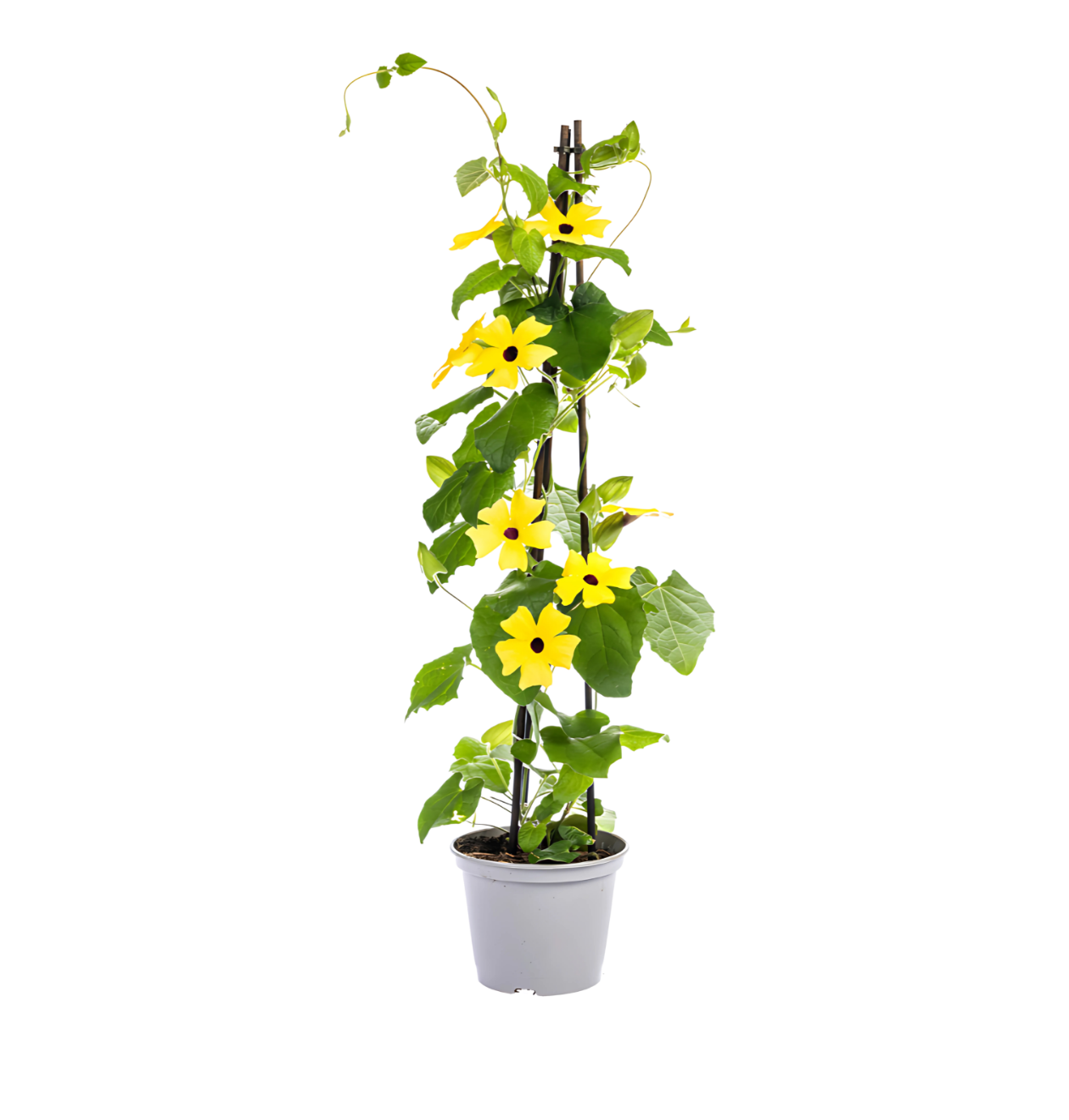Thunbergia alata “Sunny Susy Yellow” | Schwarzäugige Susanne | +/- 60cm | ø 13cm