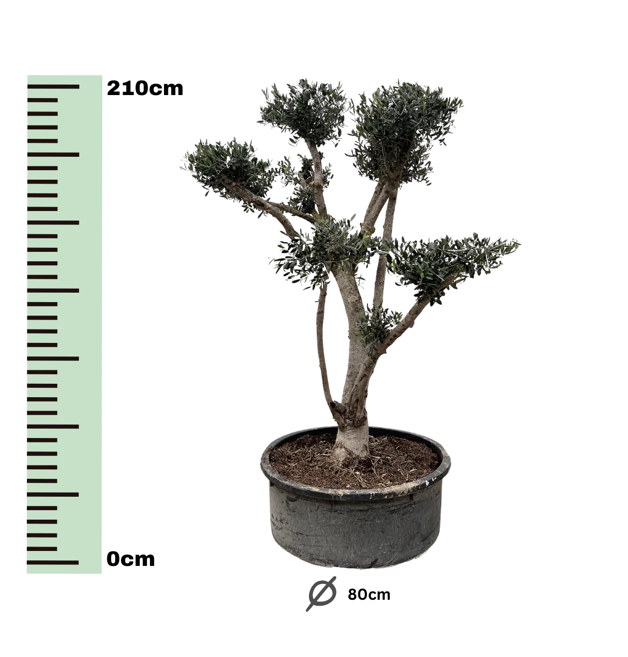 Olea Europaea “Pompon” | Olivenbaum | +/- 210cm | ø 80cm Topf