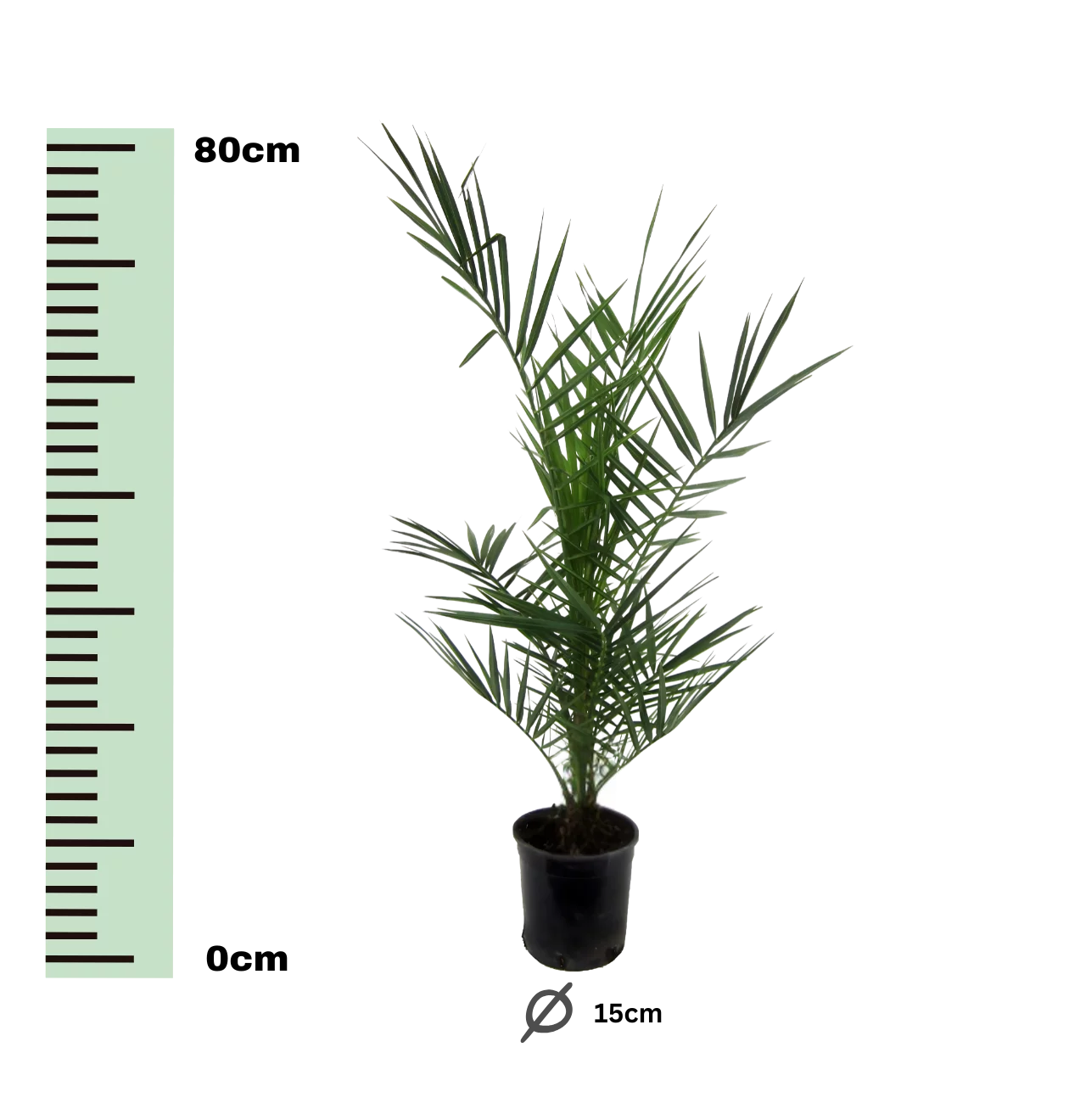 Phoenix Canariensis | Kanarische Dattelpalme | +/- 80cm | ø 15cm Topf