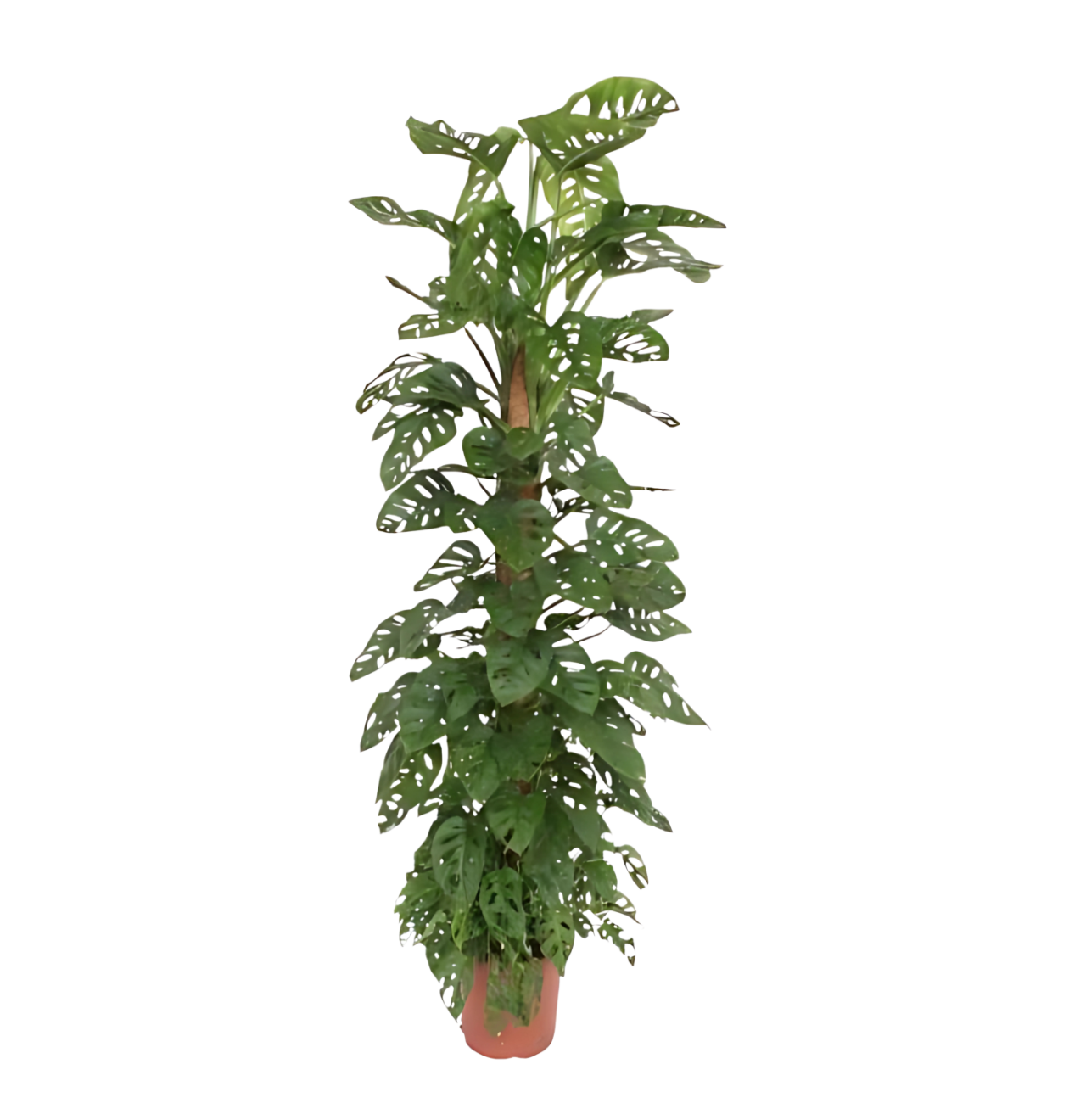 Monstera “Monkey Leaf” mit Moosstab | Affenblatt | +/- 180cm | ø 27cm Topf