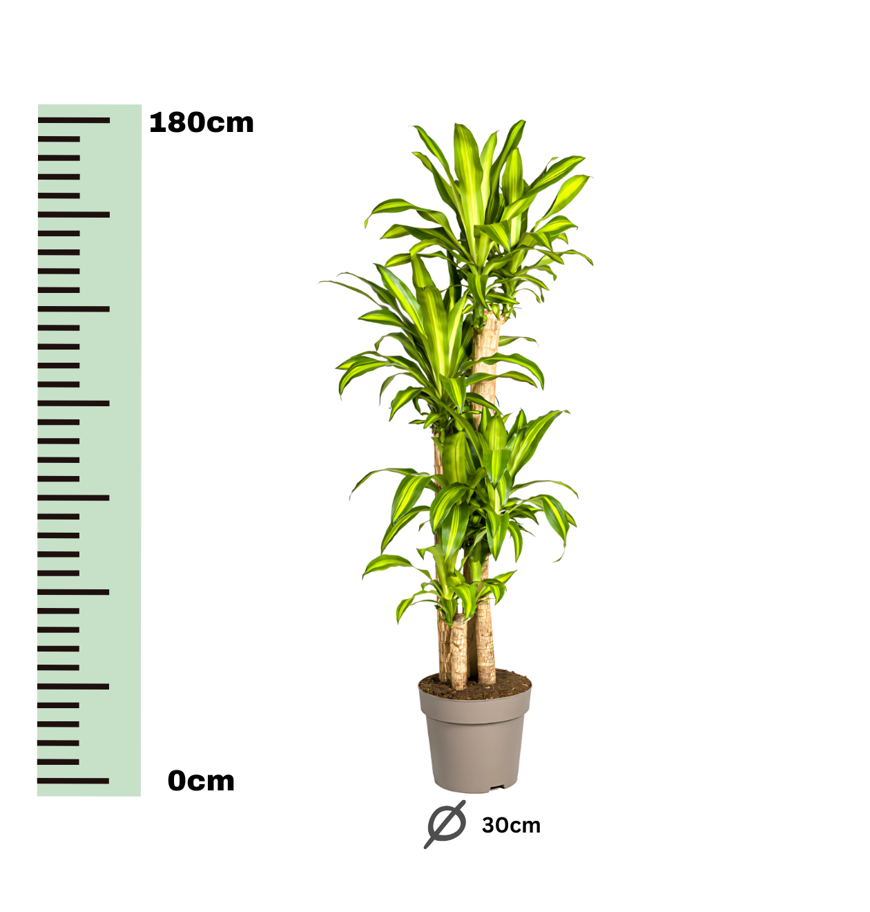 Dracaena Fragrans “Massangeana” | Drachenbaum | +/- 180cm | ø 30cm Topf