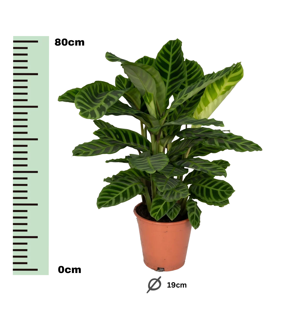 Calathea “Zebrina” | Korbmarante | +/- 80cm | ø 19cm Topf