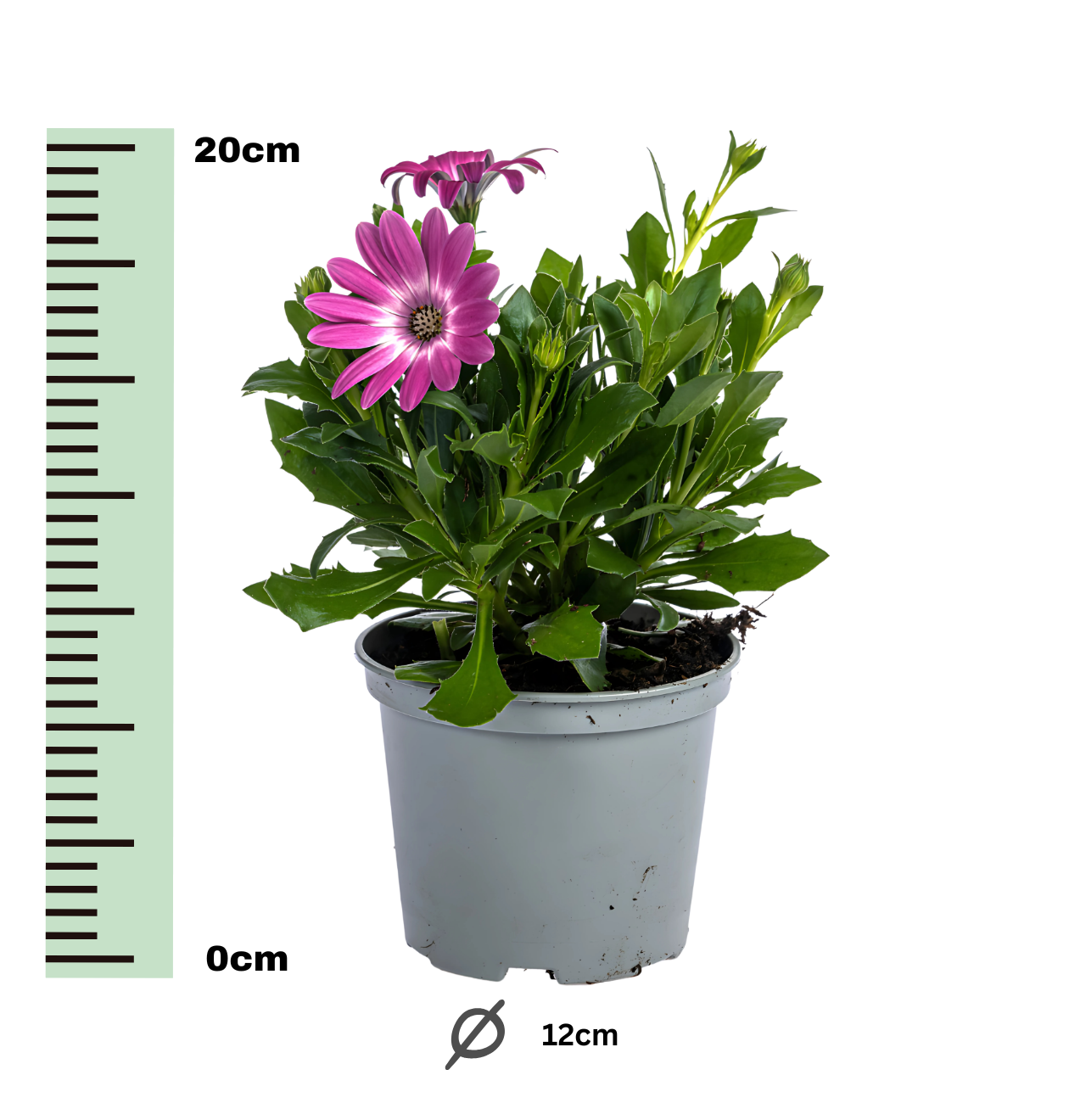 Osteospermum ecklonis “Pink” (8 Stück) | Kapmargerite | +/- 20cm | ø 12cm