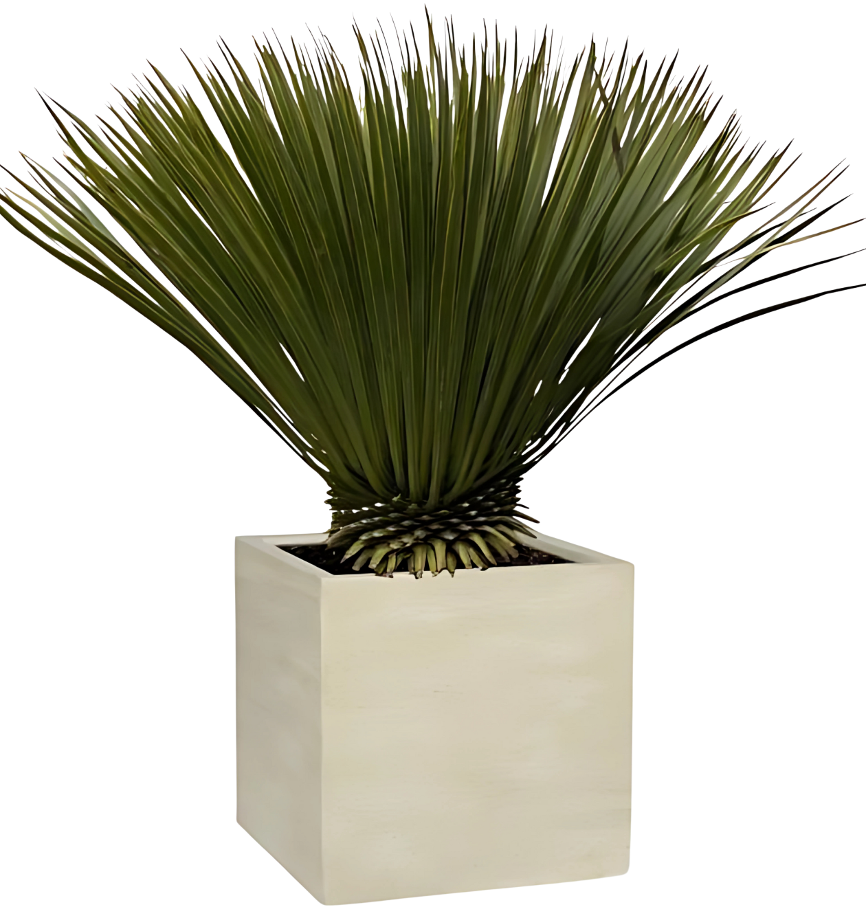Yucca rostrata | Blaue Palmlilie | +/- 80cm | ø 27cm