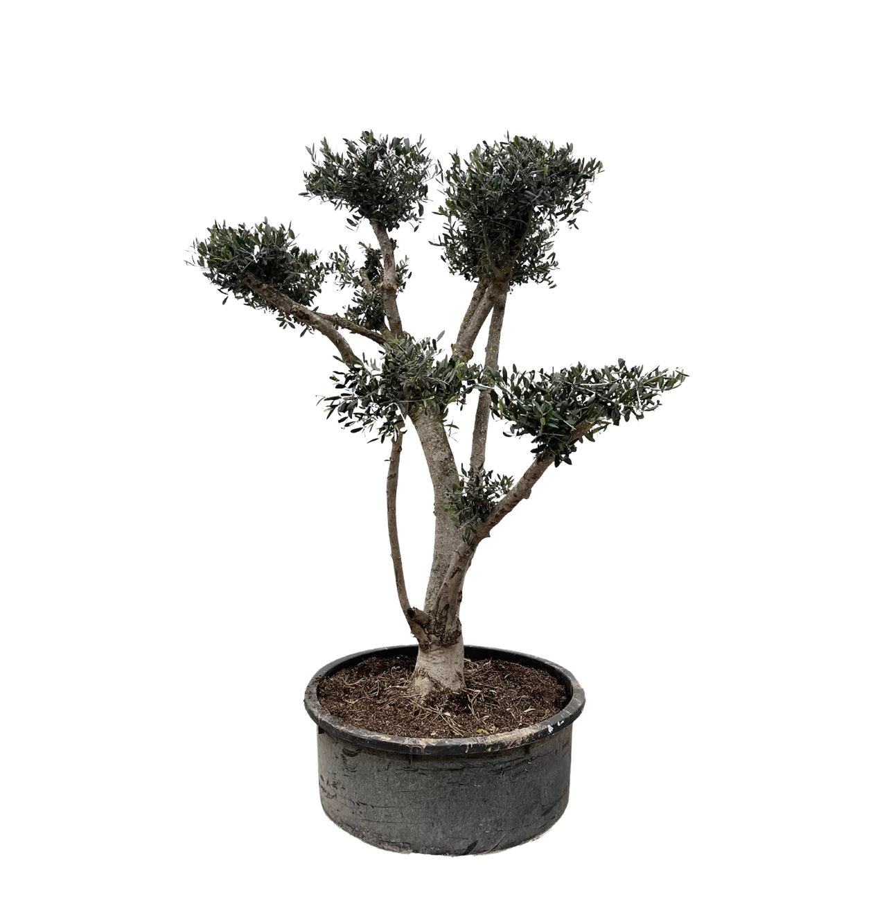 Olea Europaea “Pompon” | Olivenbaum | +/- 210cm | ø 80cm Topf