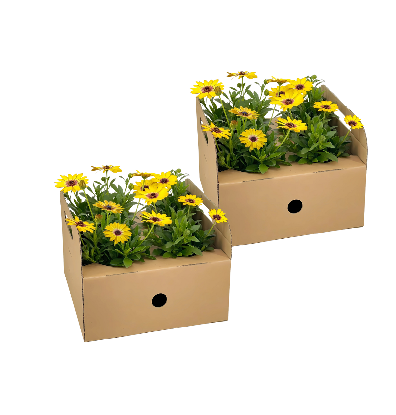 Osteospermum ecklonis “Gelb” (8 Stück) | Kapmargerite | +/- 20cm | ø 12cm