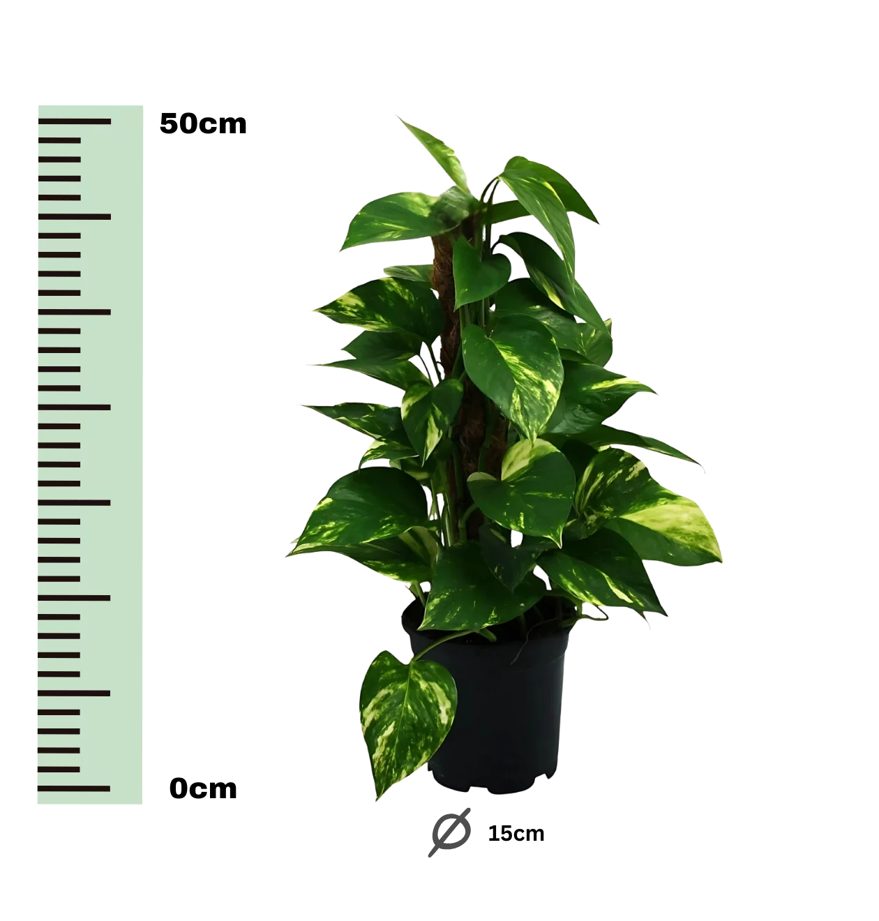 Scindapsus Epipremnum | Efeutute | +/- 50cm | ø 15cm Topf