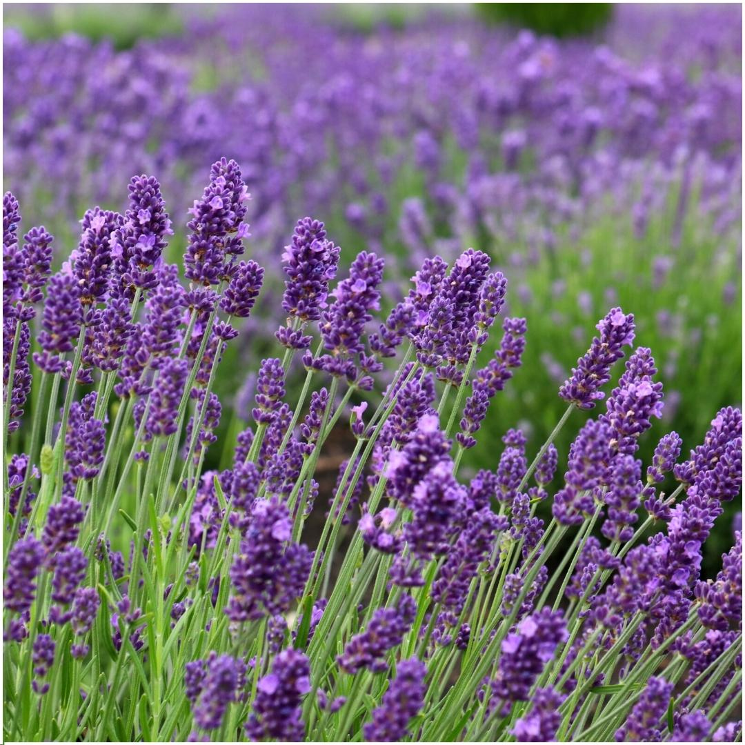 6x Lavandula angustifolia Felice® - 12 cm pot - Set van 6 Lavendel planten