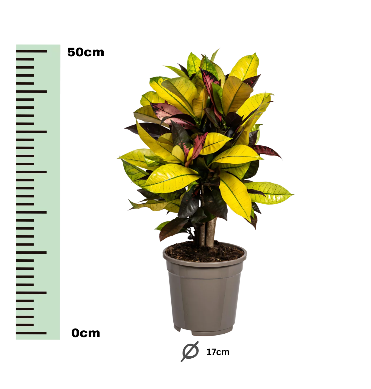 Codiaeum Croton “Iceton” | Wunderstrauch | +/- 50cm | ø 17cm Topf