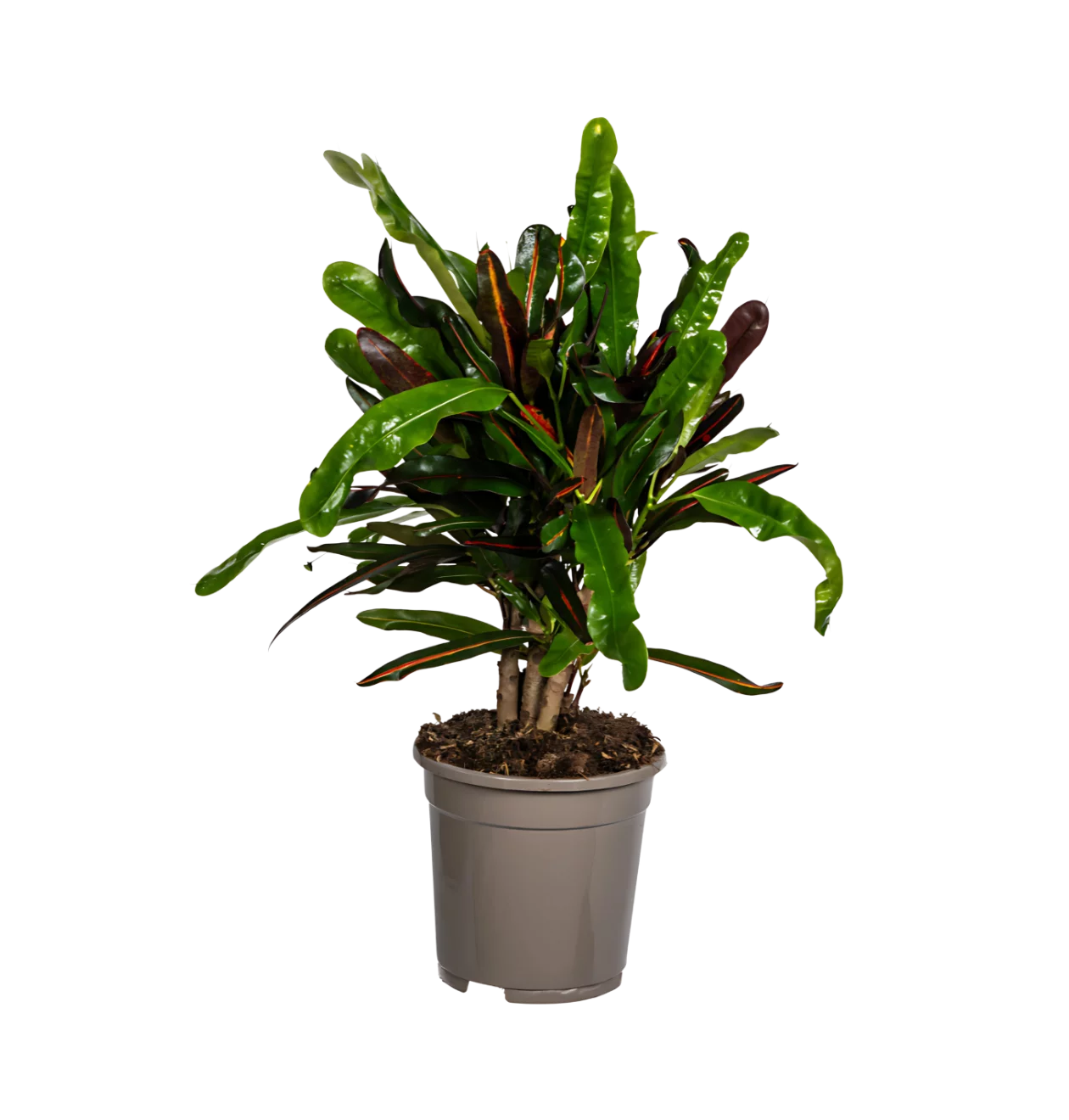 Codiaeum Croton “Mamey” | Wunderstrauch | +/- 50cm | ø 17cm Topf