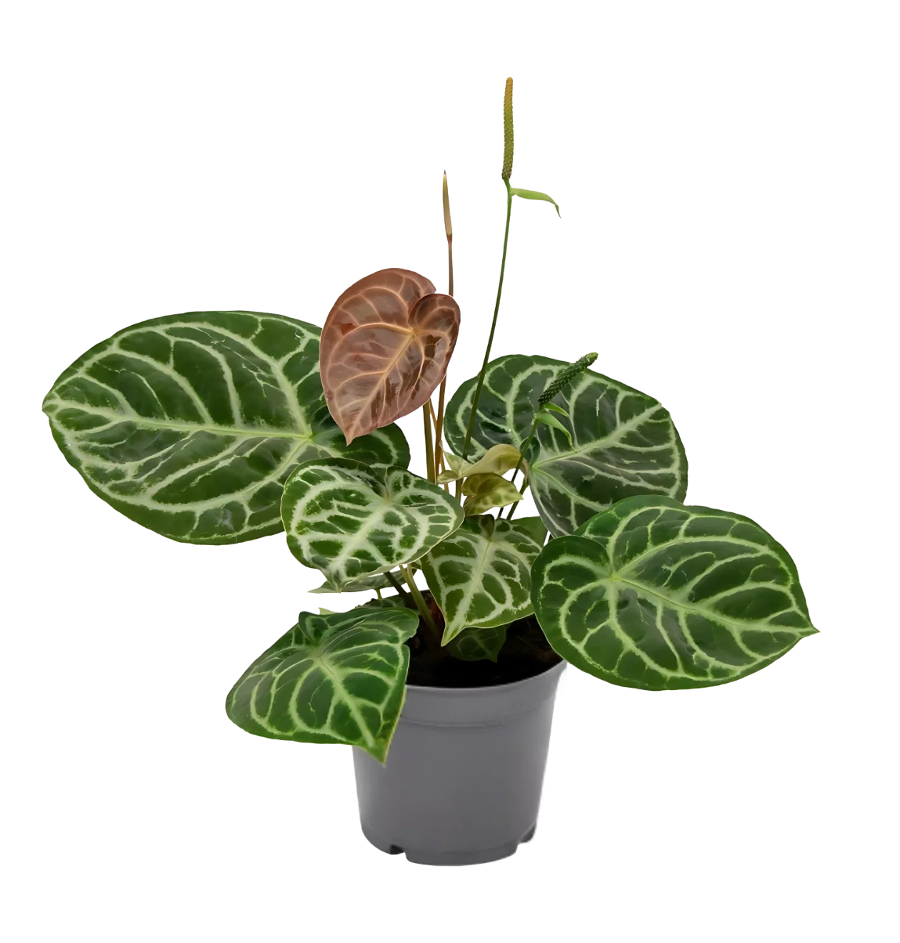 Anthurium “Crystal Hybride Compact” | Kompakte Kristall-Flamingoblume | +/- 40cm | ø 17cm Topf