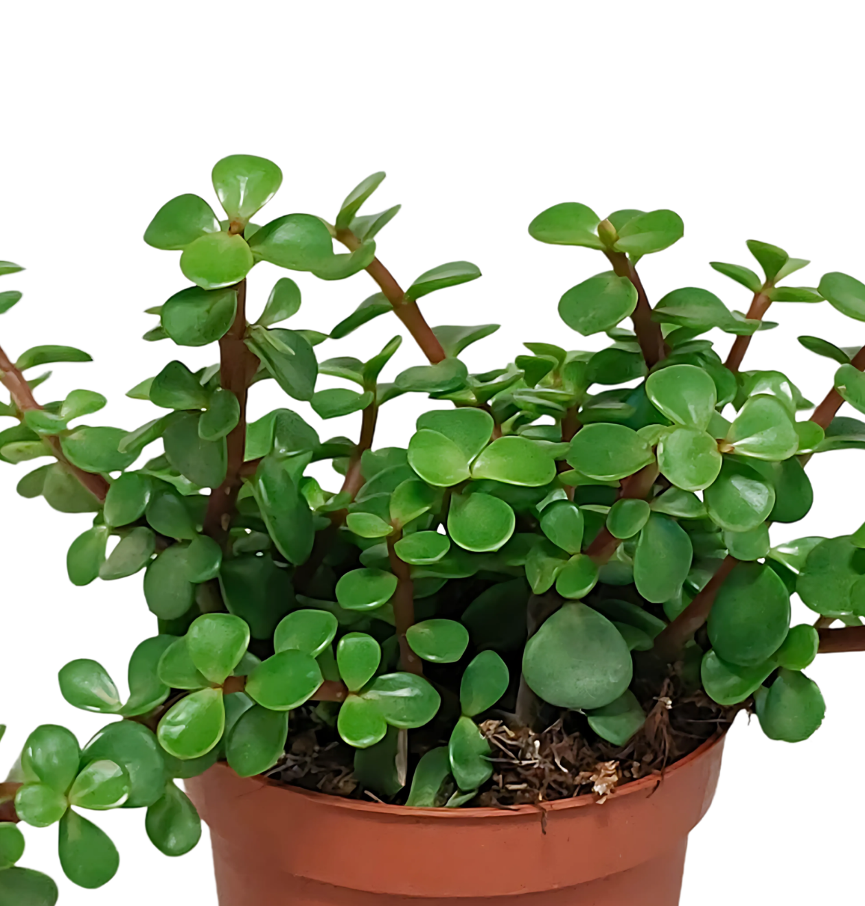 Portulacaria afra (Ohne Topf) | Elefantenstrauch | +/- 18-25cm | ø 10,5cm Topf