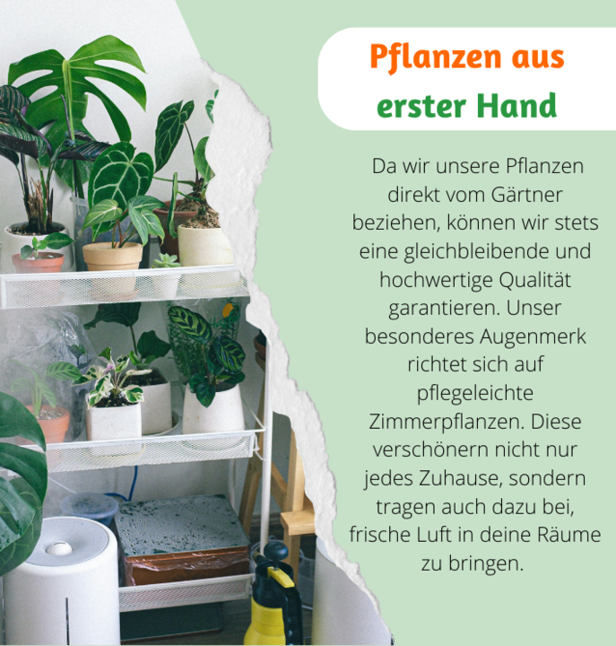 2er-Set | Glückskastanie | +/- 70-80cm | ø 12-15cm Topf