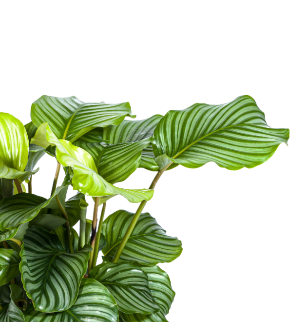 5er Set Luftreinigende Pflanzen | Monstera | Einblatt | Dieffenbachie | Goldfruchtpalme | Calathea | +/- 40-50cm | ø 12-15cm Topf