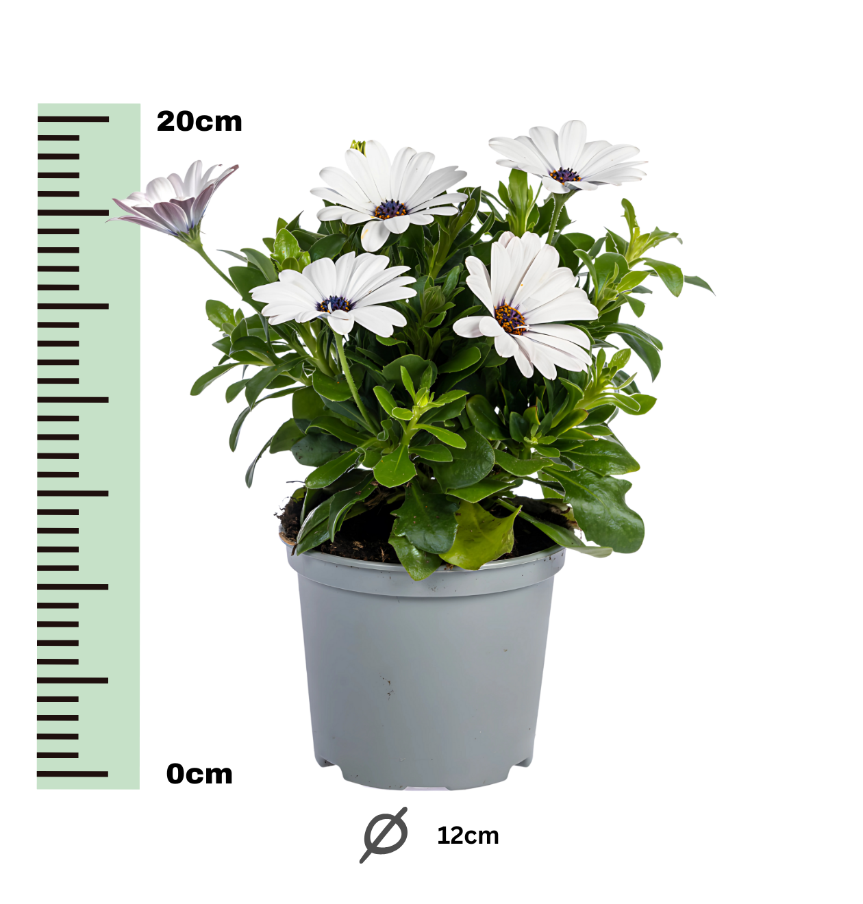 Osteospermum ecklonis “Weiß” (8 Stück) | Kapmargerite | +/- 20cm | ø 12cm