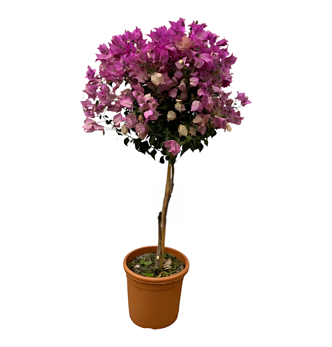 Bougainvillea auf Stamm | Drillingsblume | +/- 110cm | ø 25cm