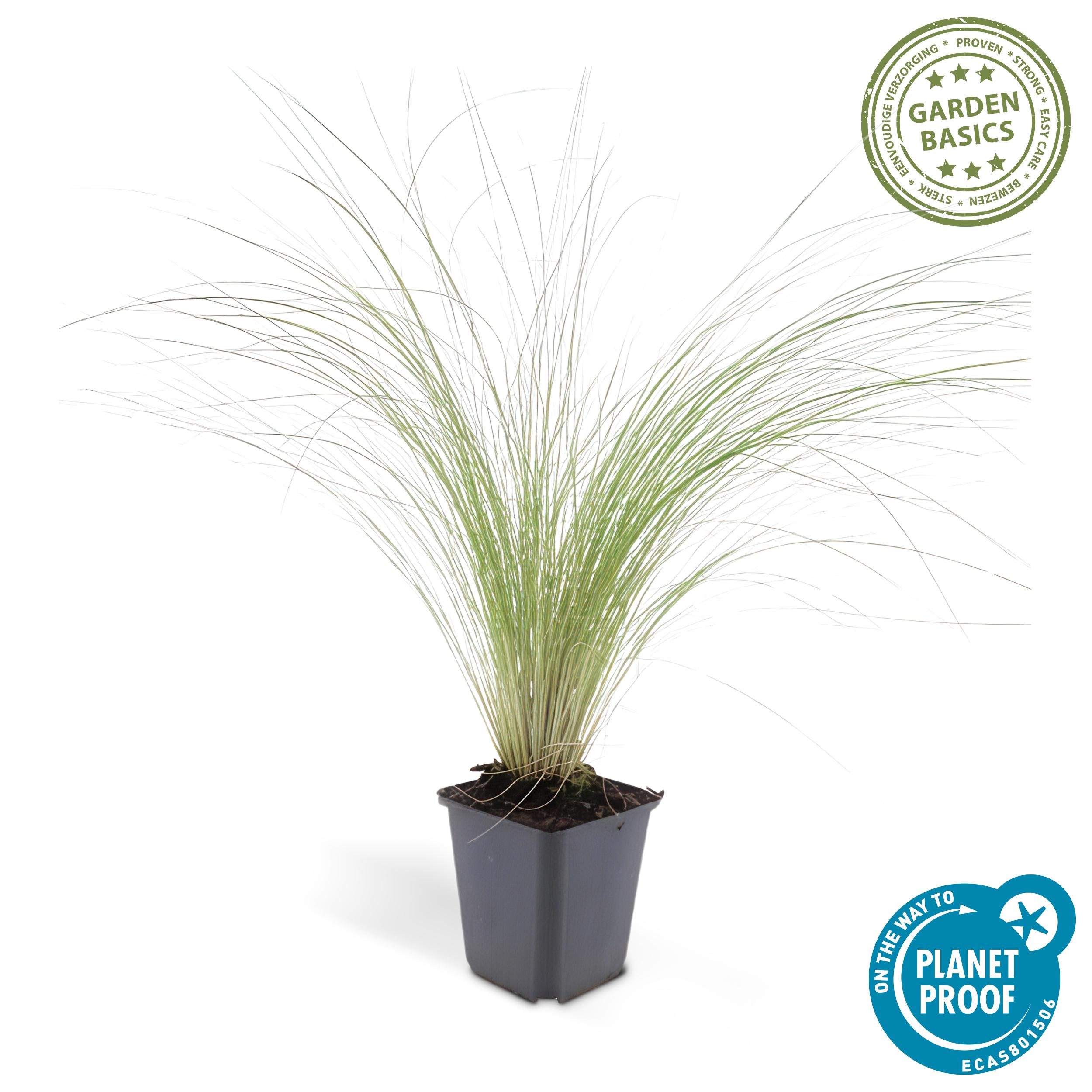 6x Stipa tenuissima 'Ponytails' - ↕10-25cm - Ø9cm