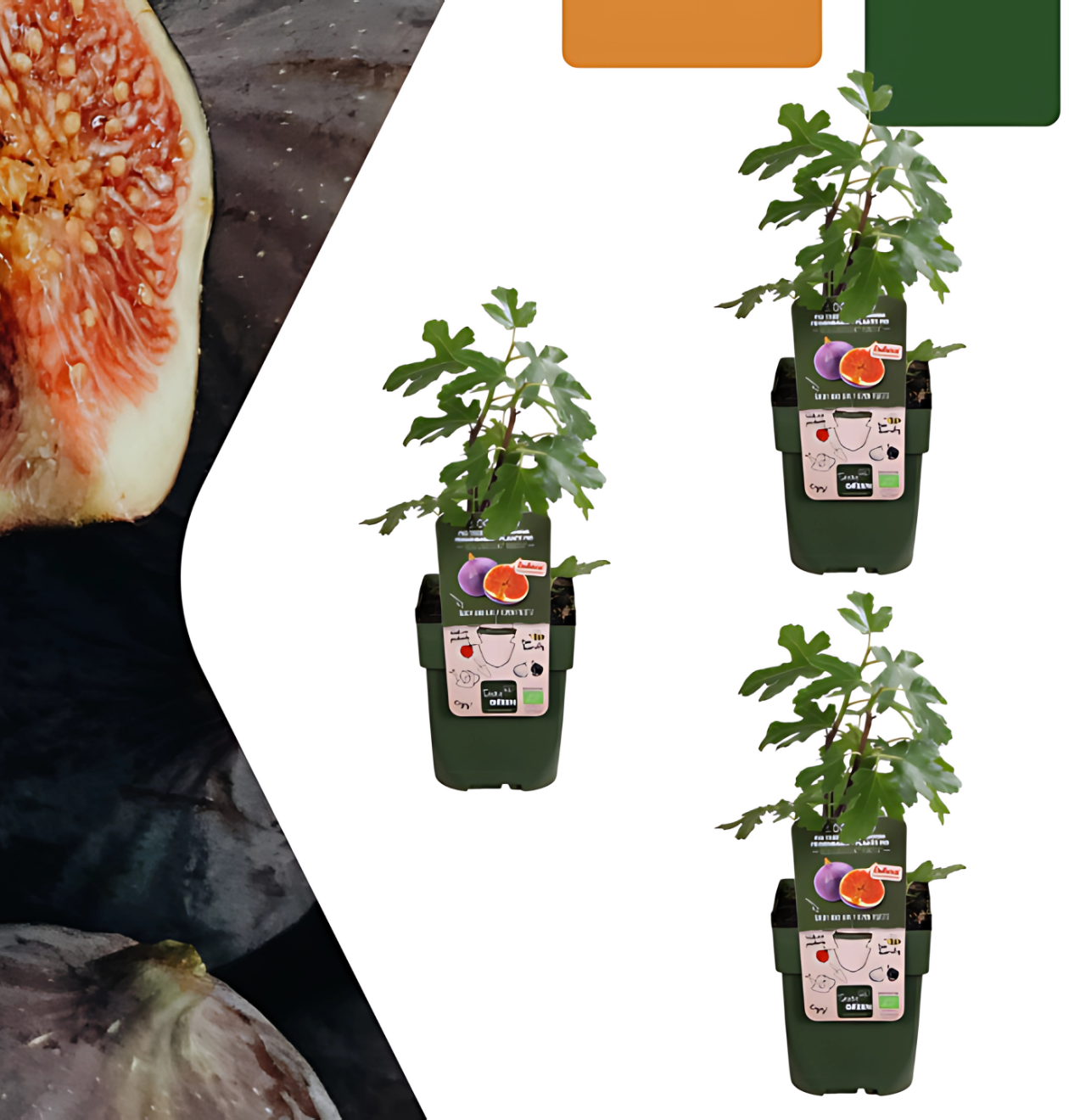Bio Feigenbaum (3 Stück) | +/- 20 cm | ø 13 cm