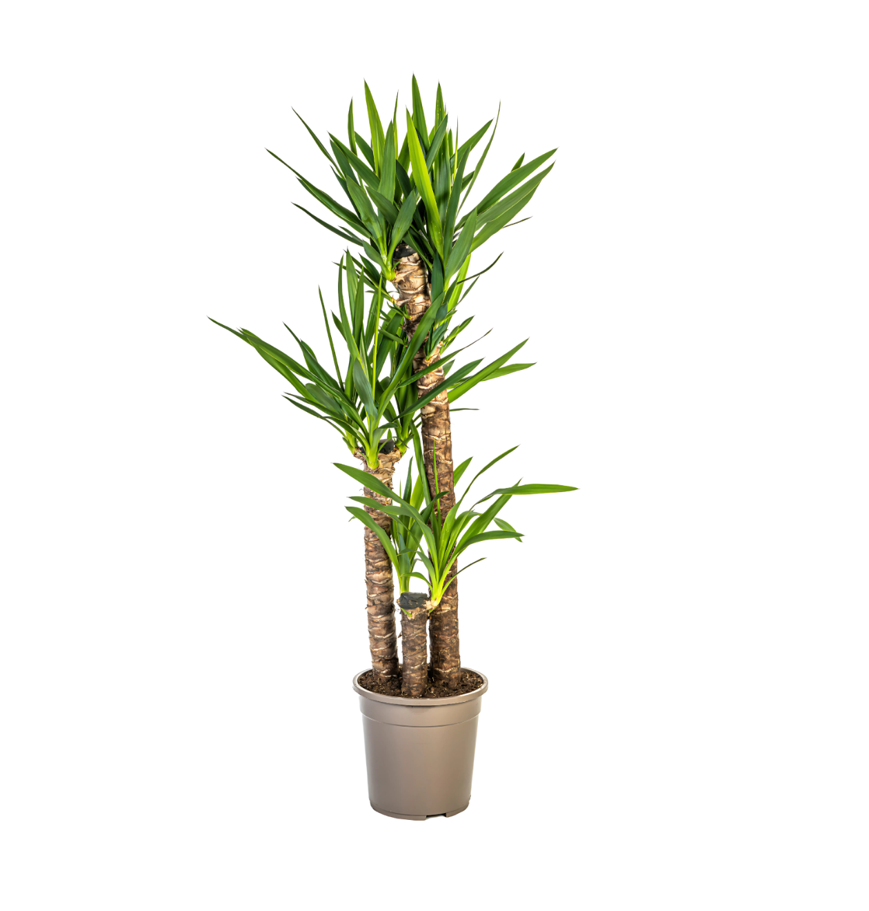 Yucca Elephantipes | Palmlilie | +/- 130cm | ø 24cm Topf