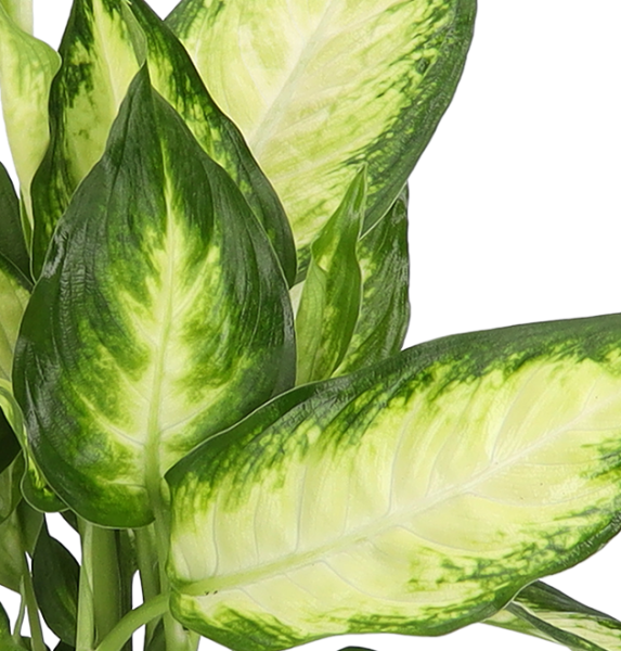 5er Set Luftreinigende Pflanzen | Monstera | Einblatt | Dieffenbachie | Goldfruchtpalme | Calathea | +/- 40-50cm | ø 12-15cm Topf