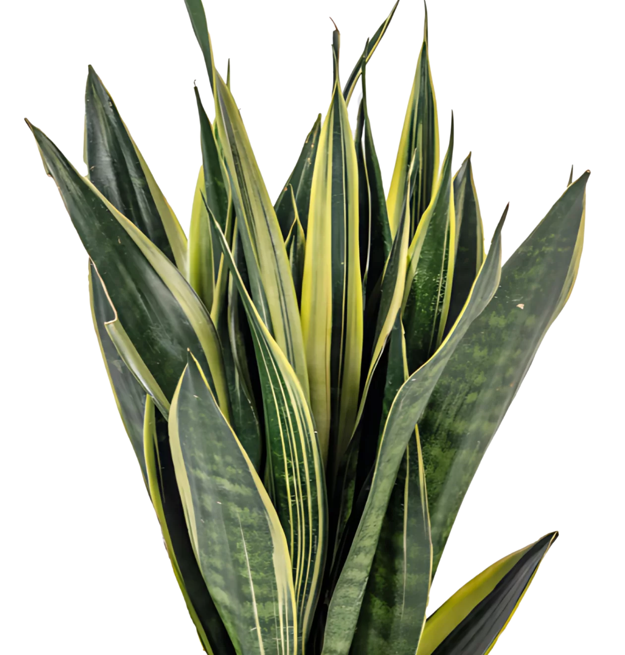 Sansevieria Trifasciata “Canary” | Bogenhanf | +/- 50-55cm | ø 17cm Topf