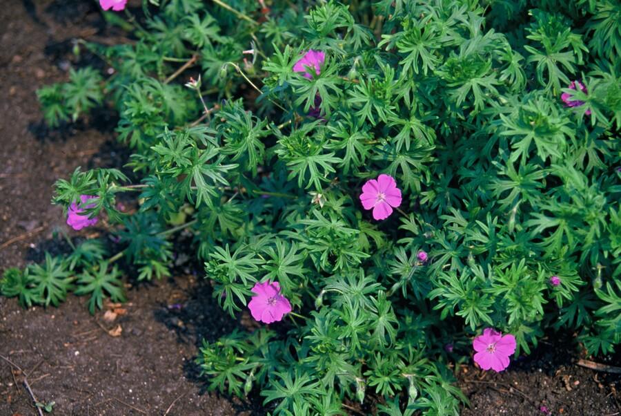 6x Geranium 'Tiny Monster' - ↕10-25cm - Ø9cm