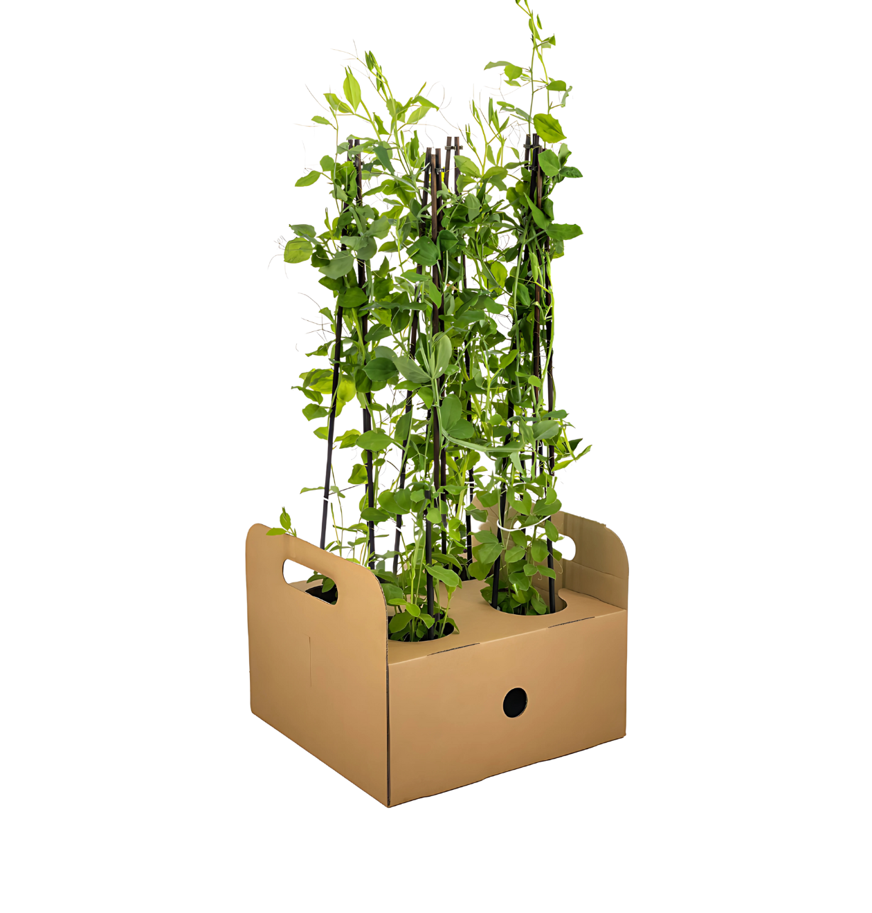 Lathyrus odoratus (4 Stück) | Duftwicke | +/- 60cm | ø 13cm