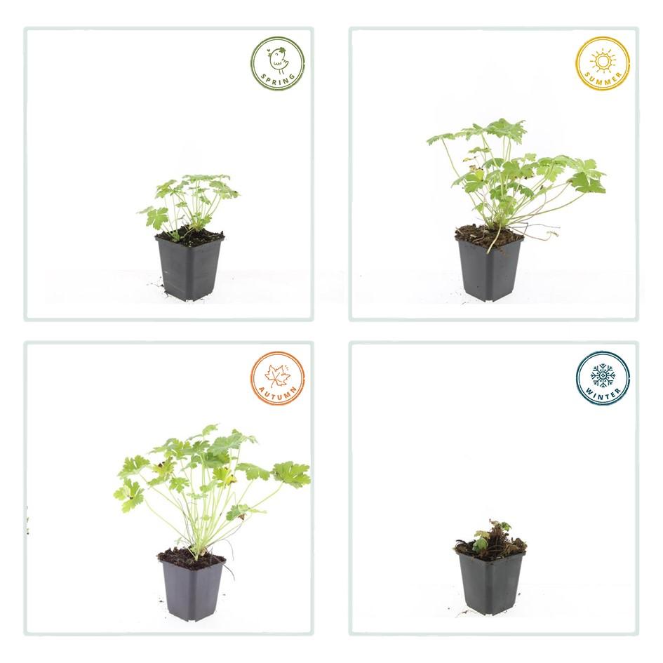 6x Geranium macr. 'Czakor' - ↕10-25cm - Ø9cm