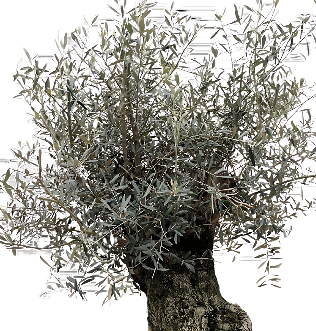 Olea Europaea “Bonsai” | Olivenbaum Bonsai | +/- 250cm | ø 65cm Topf
