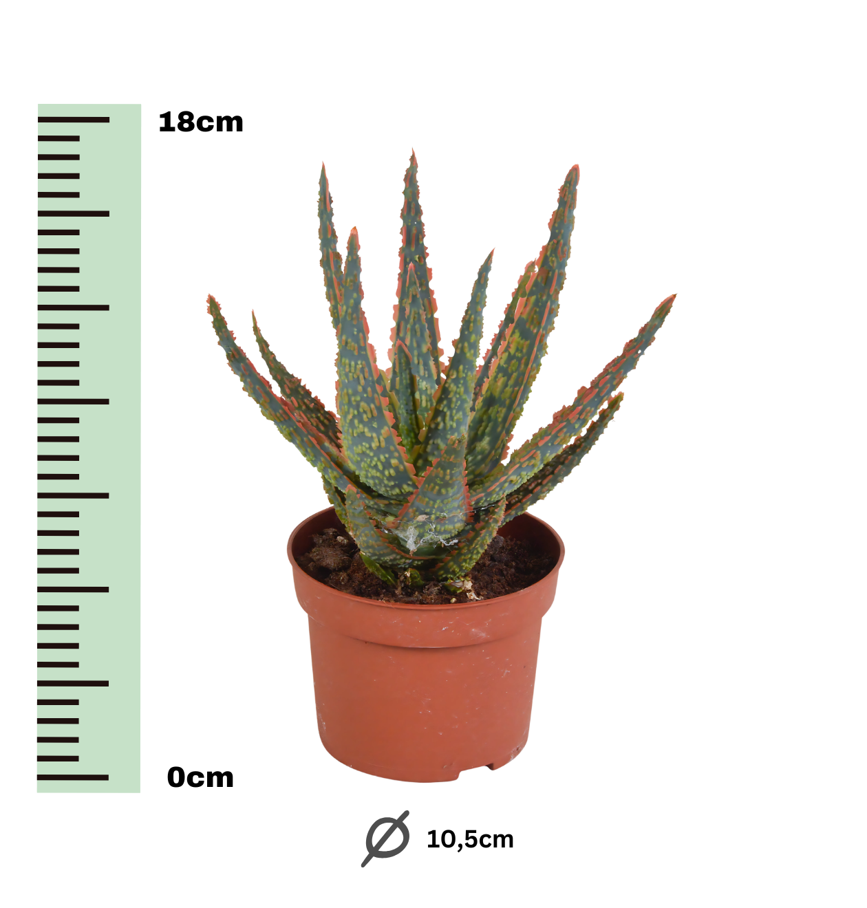 Aloe Zebrina “Dannyz” (Ohne Topf) | Zebra Aloe | +/- 18cm | ø 10,5cm Topf