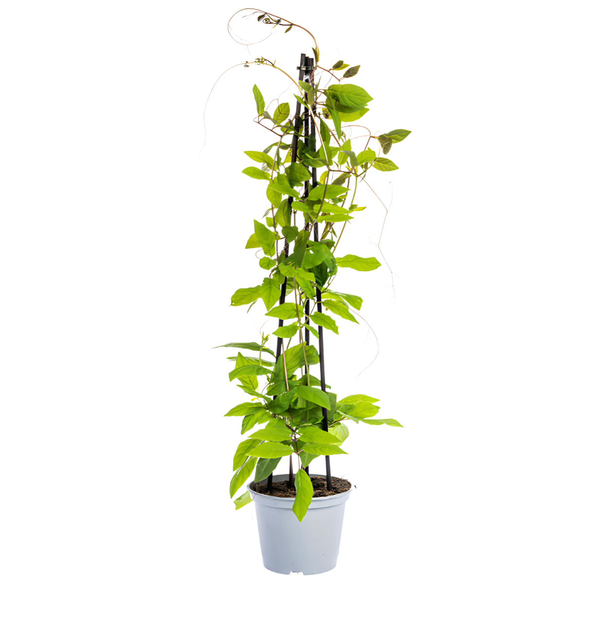 Cobea scandens “Violet Blue” (4 Stück) | Glockenrebe | +/- 60cm | ø 13cm