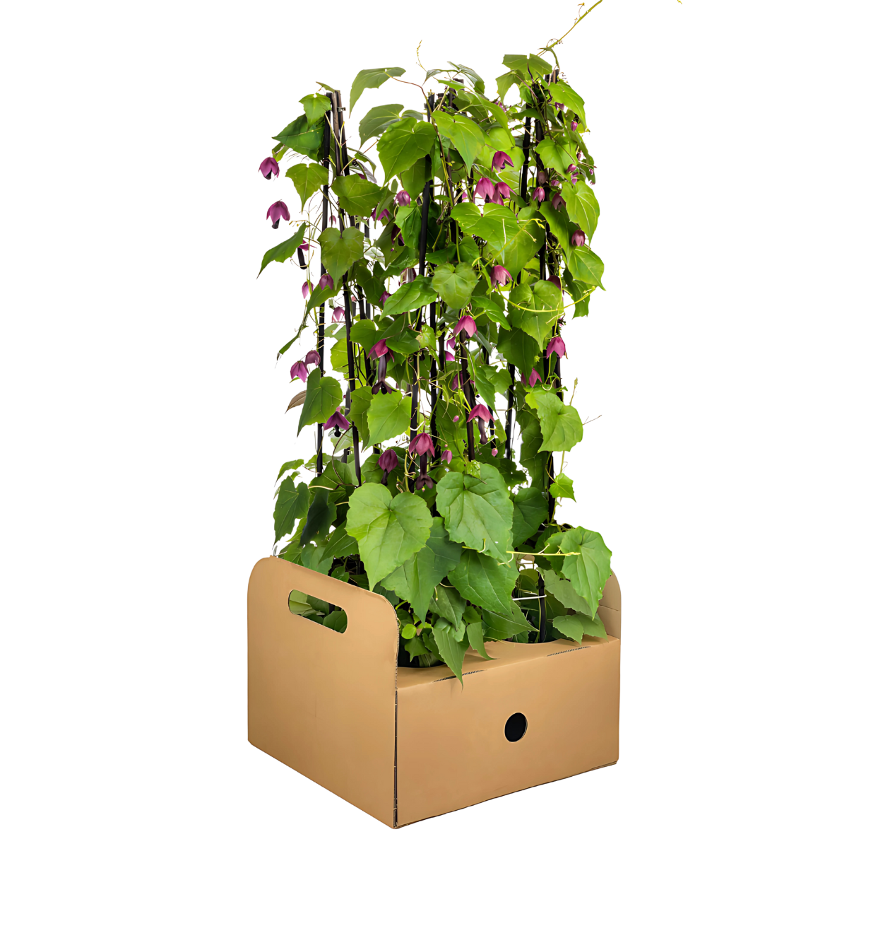 Rhodochiton atrosanguineum “Purple Bells” (4 Stück) | Purpurglöckchen | +/- 60cm | ø 13cm 