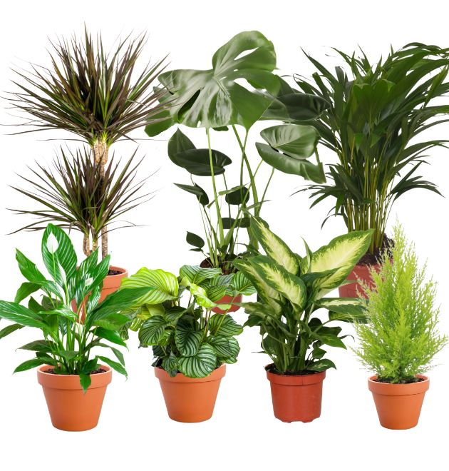 7er Set | Monstera | Einblatt | Dieffenbachie | Drachenbaum | Korbmarante | Goldfruchtpalme | Zimmerzypresse | +/- 40-60cm | ø 12-15cm Topf