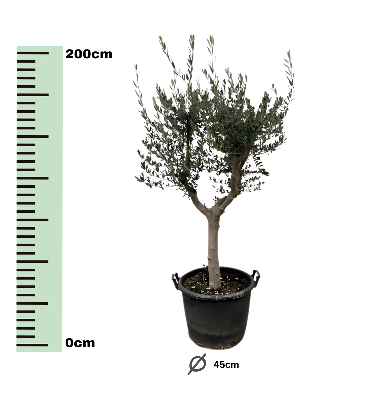Olea Europaea “Cultivo” | Olivenbaum | +/- 200cm | ø 45cm Topf