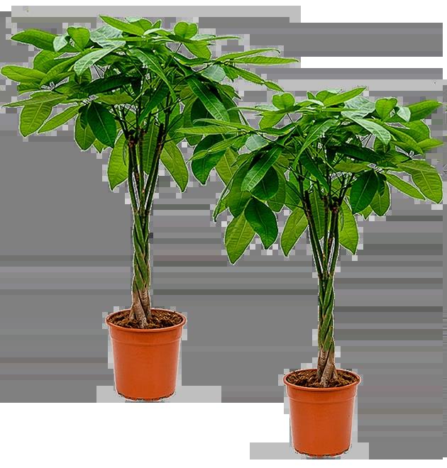 2er-Set | Glückskastanie | +/- 70-80cm | ø 12-15cm Topf