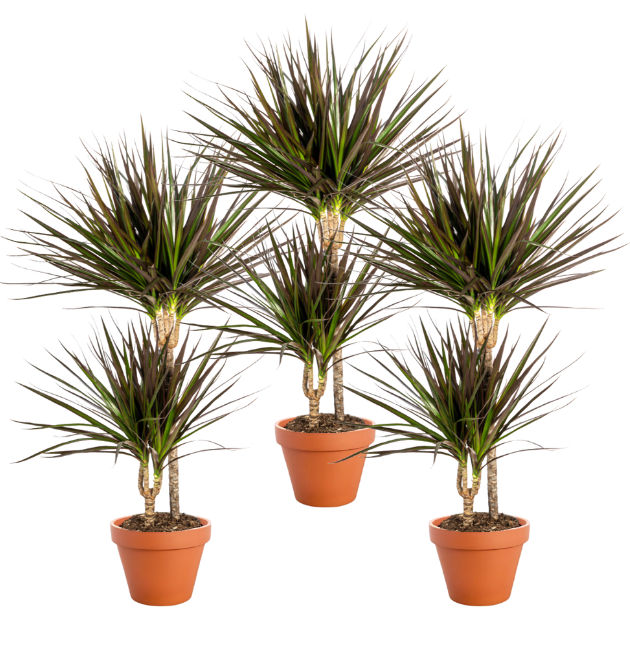 3er Set | Drachenbaum | +/- 40-50cm | ø 12-15cm Topf 