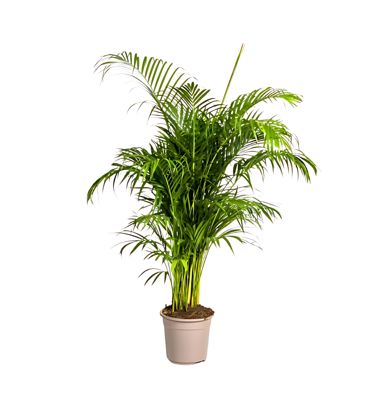 Dypsis Areca Lutescens | Goldfruchtpalme | +/- 180cm | ø 27cm Topf