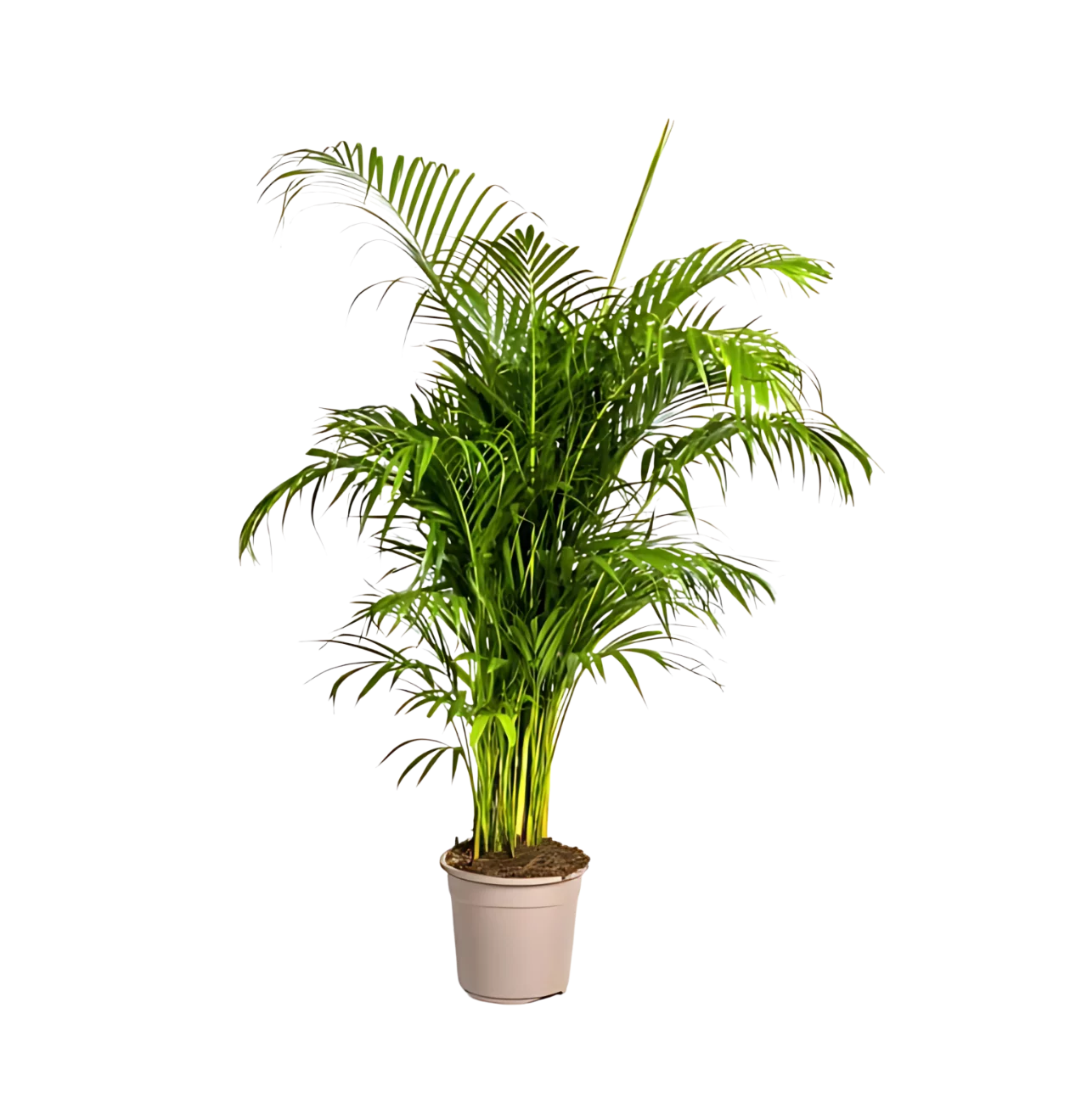 Dypsis Areca Lutescens | Goldfruchtpalme | +/- 180cm | ø 27cm Topf