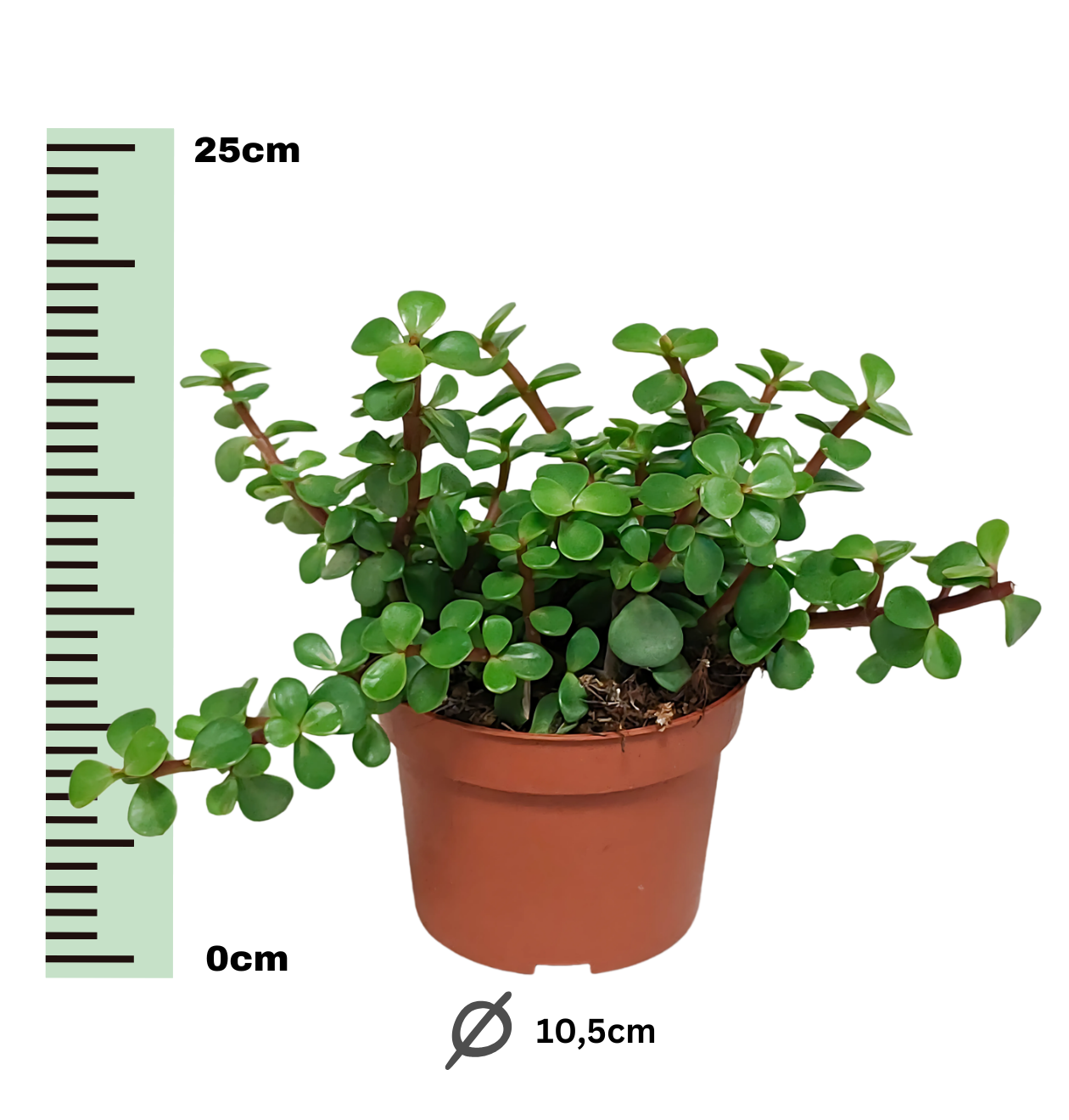 Portulacaria afra (Ohne Topf) | Elefantenstrauch | +/- 18-25cm | ø 10,5cm Topf